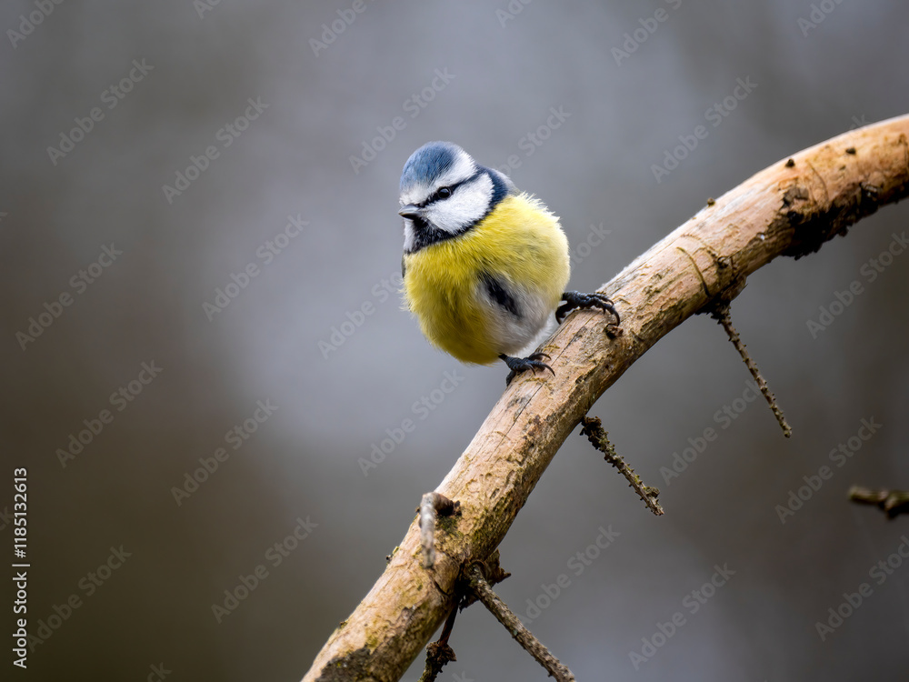 Obraz premium Blaumeise&nbsp;(Cyanistes caeruleu)