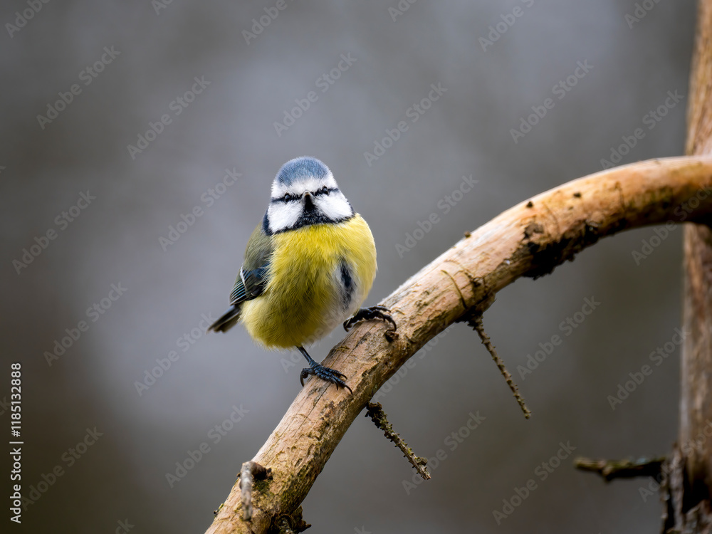 Fototapeta premium Blaumeise&nbsp;(Cyanistes caeruleu)