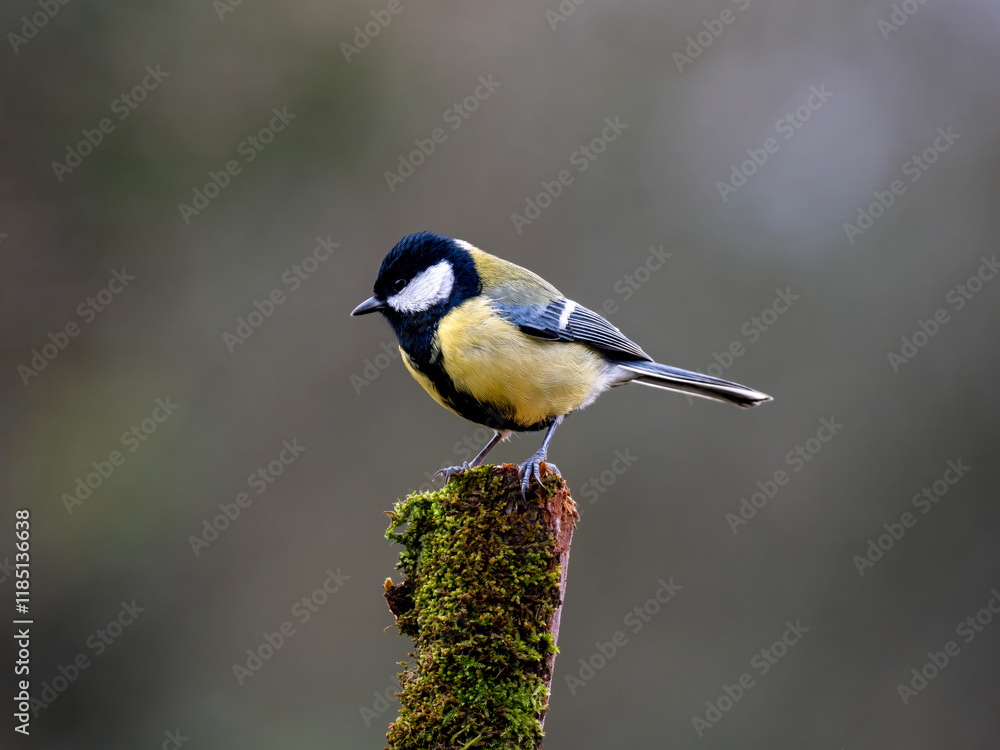 Obraz premium Kohlmeise (Parus major)
