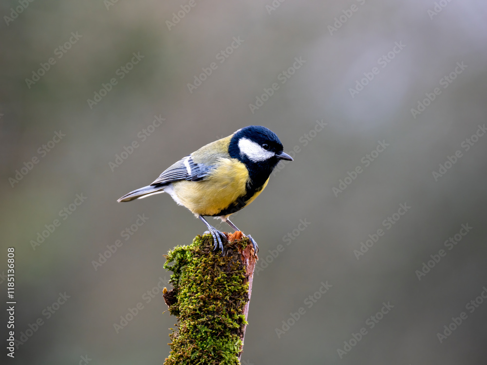 Obraz premium Kohlmeise (Parus major)