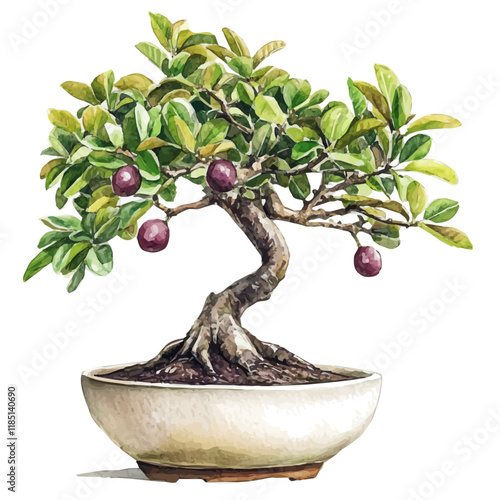 A watercolor of a Mangosteen Bonsai, isolated on a white background. Mangosteen Bonsai vector.
