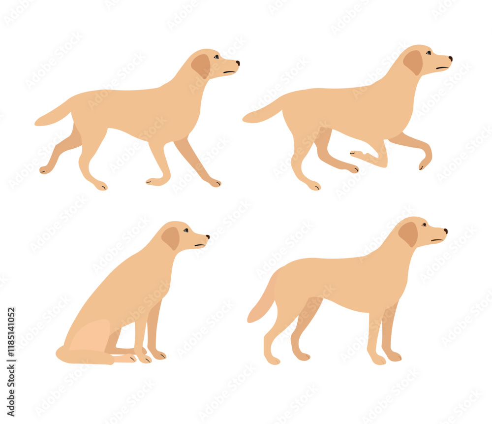 Vector set of flat hand drawn labrador dog isolated on white background Vector set of flat hand drawn labrador dog isolated on white background