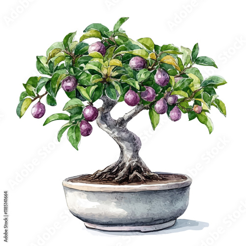 A watercolor of a Mangosteen Bonsai, isolated on a white background. Mangosteen Bonsai vector.
