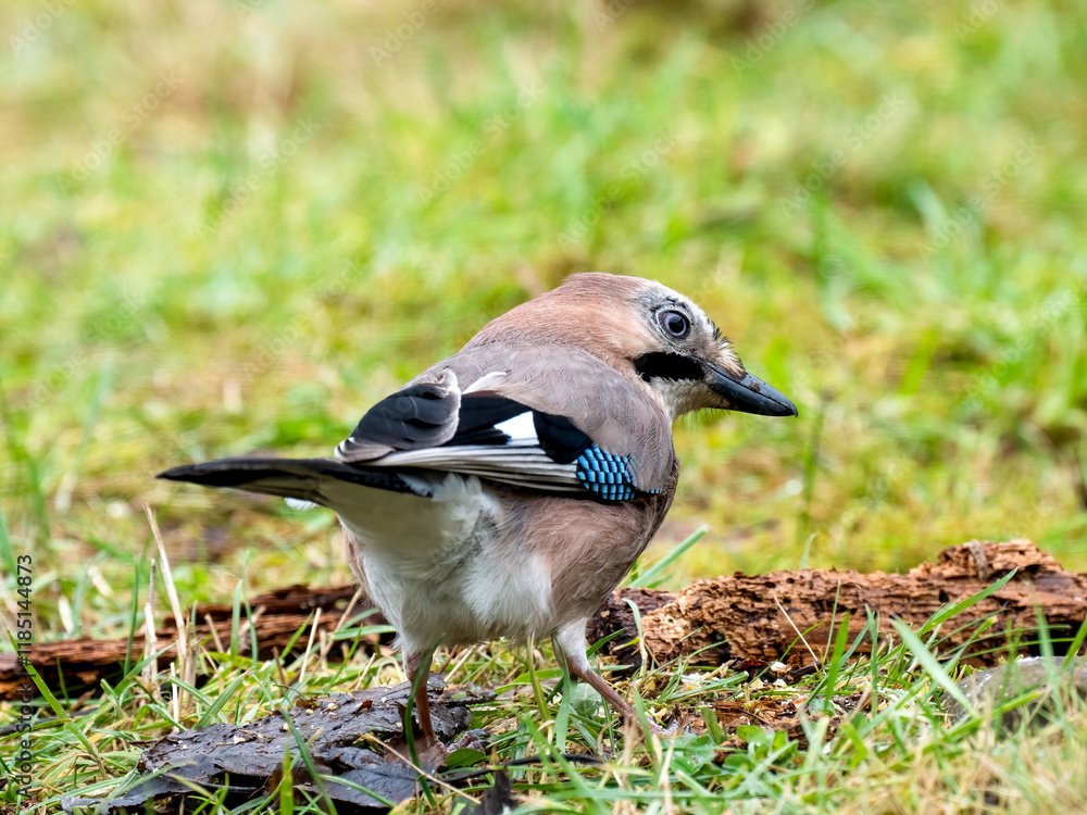 Eichelhäher (Garrulus glandarius) Eichelhäher (Garrulus glandarius)