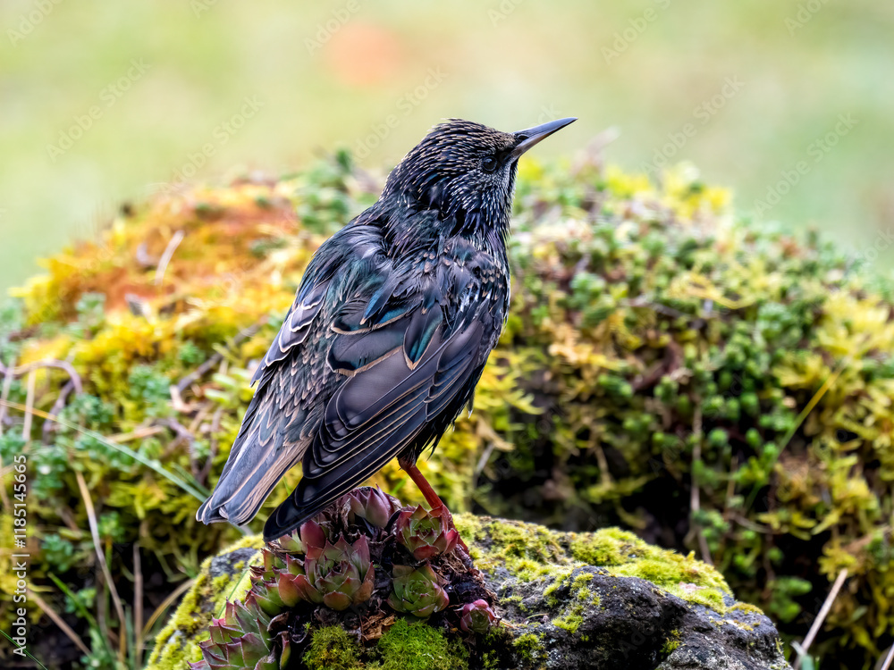 Star (Sturnus vulgaris) Star (Sturnus vulgaris)