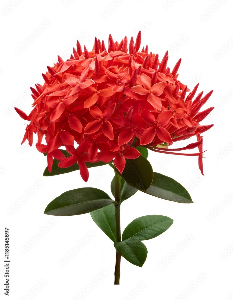 Vibrant red ixora flower displaying dense blossom clusters against pure white backdrop, studio captured without shadows Vibrant red ixora flower displaying dense blossom clusters against pure white backdrop, studio captured without shadows