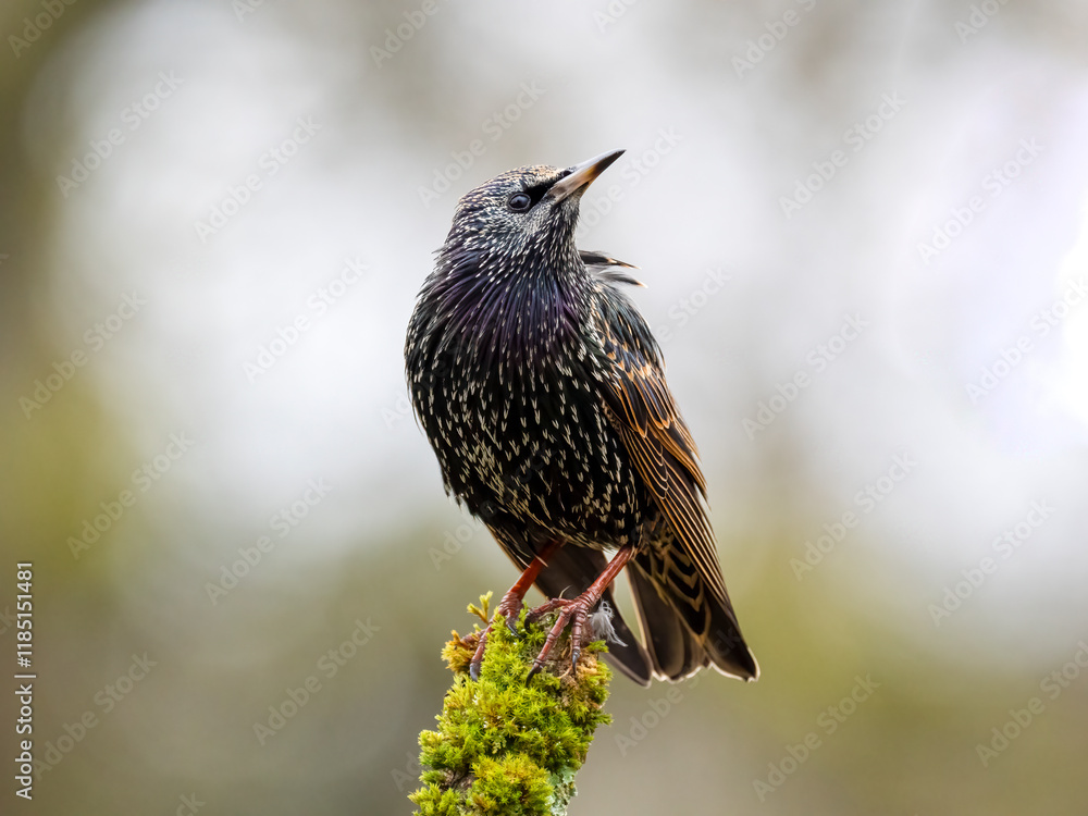 Obraz premium Star (Sturnus vulgaris)