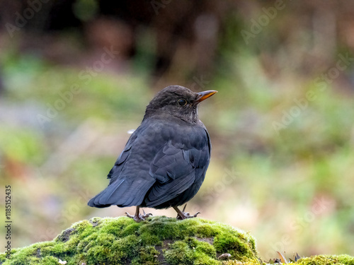 Star (Sturnus vulgaris) photo