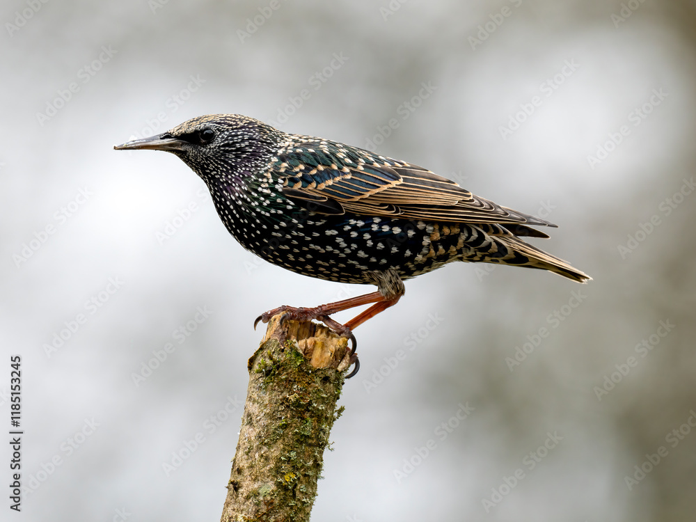 Fototapeta premium Star (Sturnus vulgaris)