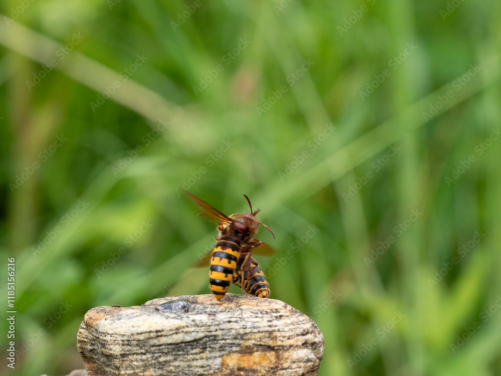 Hornisse (Vespa crabro) Königin Hornisse (Vespa crabro) Königin