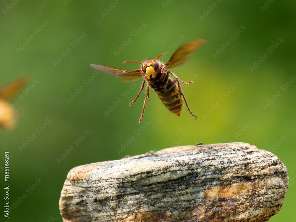 Hornisse (Vespa crabro) Königin Hornisse (Vespa crabro) Königin