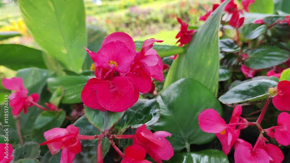 Beautiful Begonia Grandis Dryand flowers in the garden Beautiful Begonia Grandis Dryand flowers in the garden