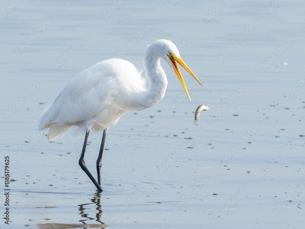 A Great Egret with a freshly caught fish A Great Egret with a freshly caught fish