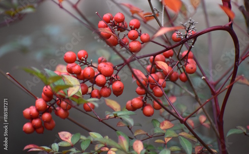 Fruit Red-36