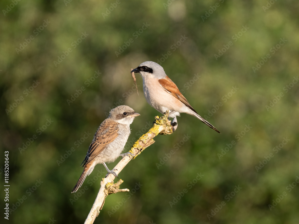 Fototapeta premium Neuntöter (Lanius collurio)