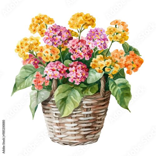 A watercolor drawing of a Lantana bouquet in a basket, isolated on a white background. Lantana bouquet vector.
