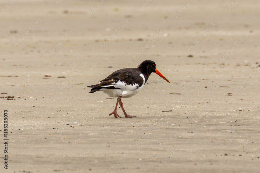 European Oystercatcher (Haematopus ostralegus) - Found in coastal shores, Bull Island, Dublin, Ireland