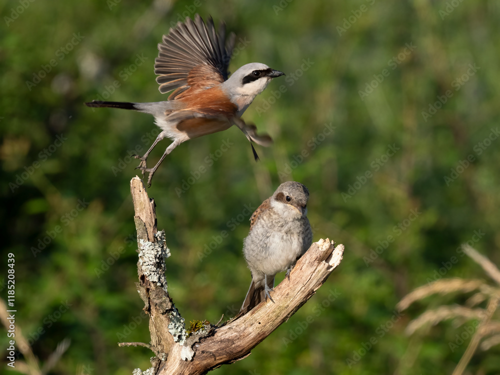 Fototapeta premium Neuntöter (Lanius collurio)