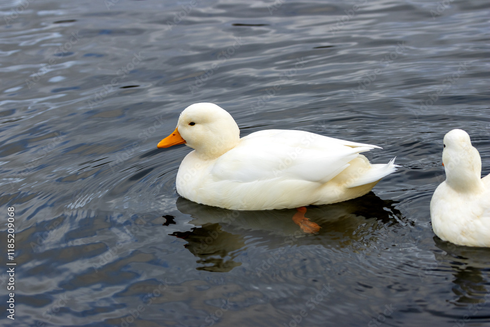 Domestic Duck (Anas platyrhynchos domesticus) - Found in urban ponds, The Lough, Cork, Ireland. Domestic Duck (Anas platyrhynchos domesticus) - Found in urban ponds, The Lough, Cork, Ireland.