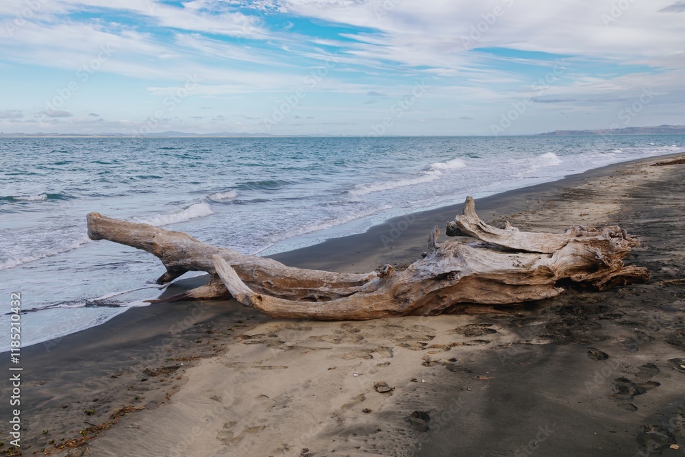 Driftwood rests on a dark sand beach, kissed by waves. Nature's artistry. POUTO, TE KOPURU, NORTHLAND, NEW ZEALAND Driftwood rests on a dark sand beach, kissed by waves. Nature's artistry. POUTO, TE KOPURU, NORTHLAND, NEW ZEALAND