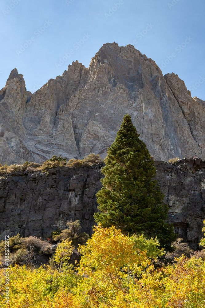 A stunning autumn landscape in the Eastern Sierras near Convict Lake. A prominent evergreen tree stands tall amidst vibrant yellow foliage, set against a backdrop of rugged rocky towering peaks