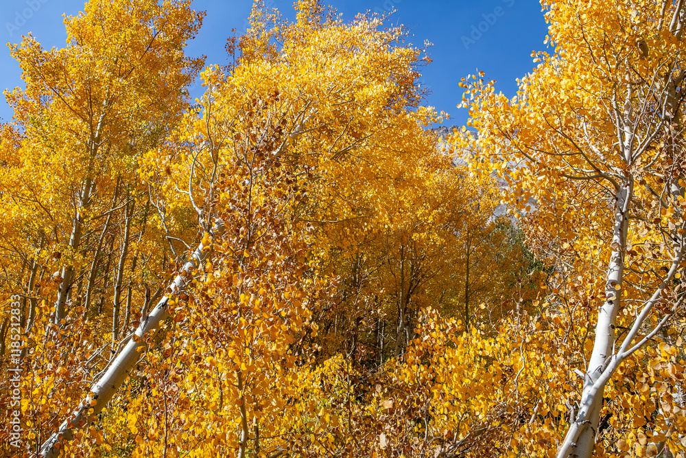 Golden Aspen Trees in the Eastern Sierras