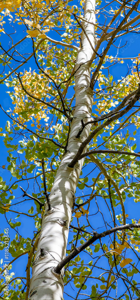 Tall Aspen Tree with Autumn Foliage Against a Blue Sky in the Eastern Sierras