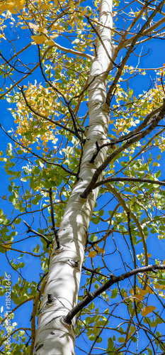Obraz na płótnie Tall Aspen Tree with Autumn Foliage Against a Blue Sky in the Eastern Sierras w salonie