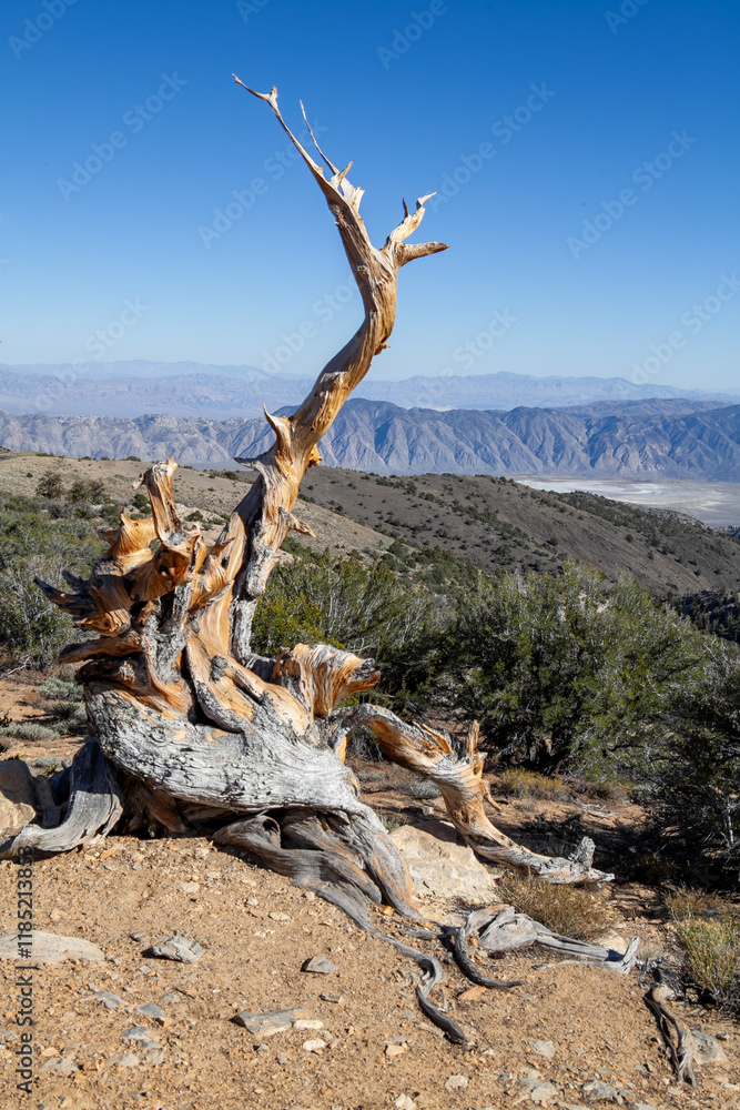 Bristlecone Pine tree on the Methuselah Grove Trail in the Ancient Bristlecone Pine Forest, located in the White Mountains. The background features the expansive and arid landscape of Death Valley.