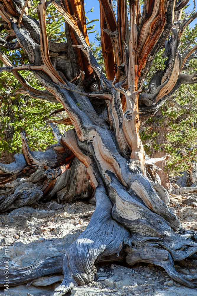 Resilient Bristlecone Pine on Methuselah Grove Trail in White Mountains, California