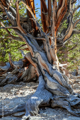Obraz na płótnie Resilient Bristlecone Pine on Methuselah Grove Trail in White Mountains, California w salonie