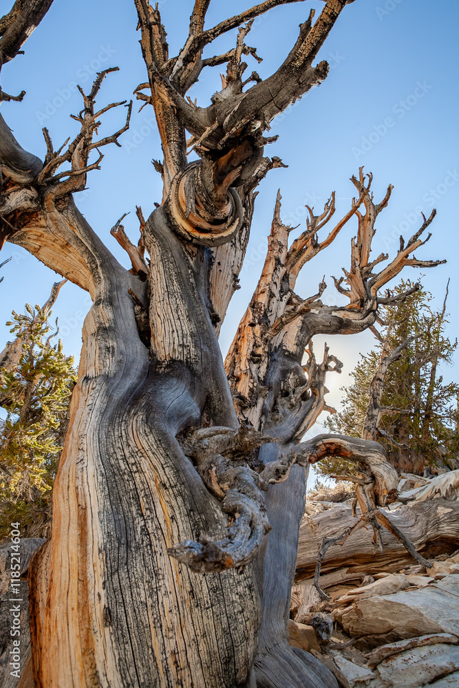 Resilient Bristlecone Pine on Methuselah Grove Trail in White Mountains, California