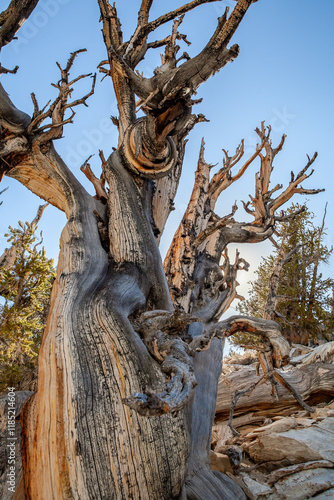 Obraz na płótnie Resilient Bristlecone Pine on Methuselah Grove Trail in White Mountains, California w salonie