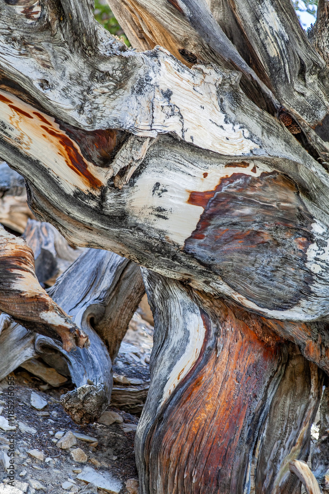 Close up of an Ancient Bristlecone Pine in White Mountains, California, intricate patterns and textures of the wood are a testament to the tree's resilience and survival in extreme climatic conditions