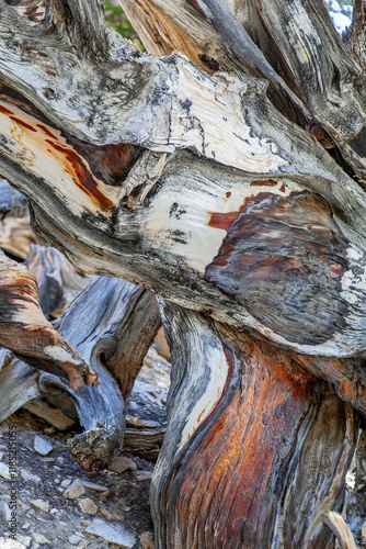Obraz na płótnie Close up of an Ancient Bristlecone Pine in White Mountains, California, intricate patterns and textures of the wood are a testament to the tree's resilience and survival in extreme climatic conditions w salonie