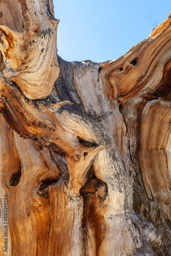 Close up of an Ancient Bristlecone Pine in White Mountains, California, intricate patterns and textures of the wood are a testament to the tree's resilience and survival in extreme climatic conditions