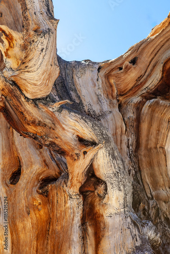 Obraz na płótnie Close up of an Ancient Bristlecone Pine in White Mountains, California, intricate patterns and textures of the wood are a testament to the tree's resilience and survival in extreme climatic conditions w salonie