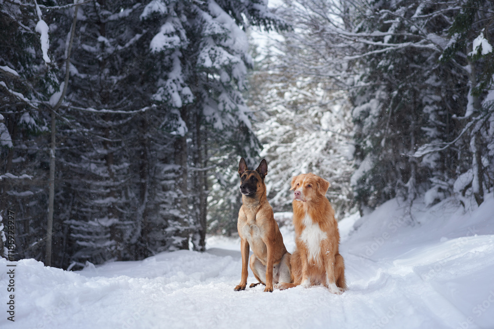 A Belgian Malinois and a retriever standing side by side in the snow-covered woods. The forest provides a tranquil backdrop for the pair of attentive dogs. A Belgian Malinois and a retriever standing side by side in the snow-covered woods. The forest provides a tranquil backdrop for the pair of attentive dogs.