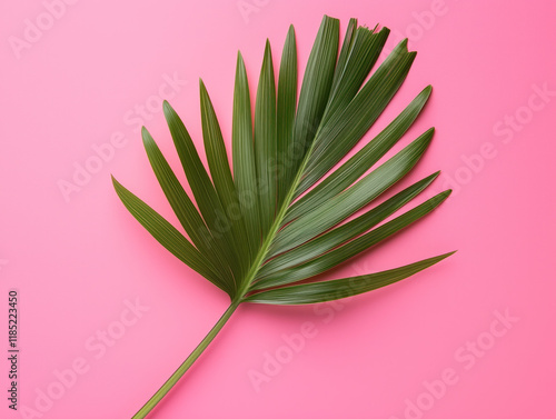 Tropical Palm Leaf on Vibrant Pink Background: A Minimalist Botanical Design photo