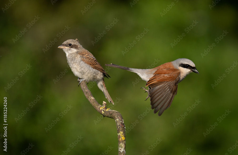 Neuntöter (Lanius collurio) Neuntöter (Lanius collurio)