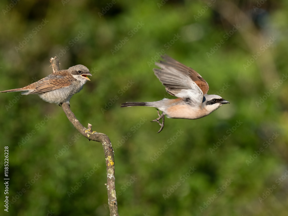 Fototapeta premium Neuntöter (Lanius collurio)