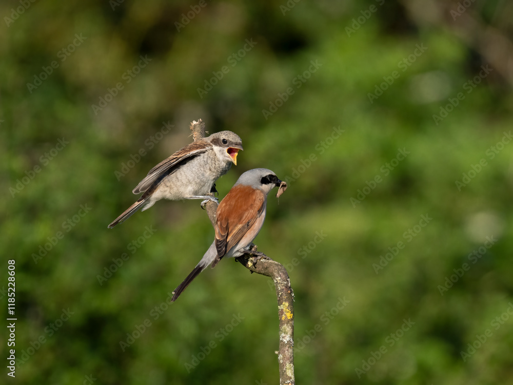 Fototapeta premium Neuntöter (Lanius collurio)