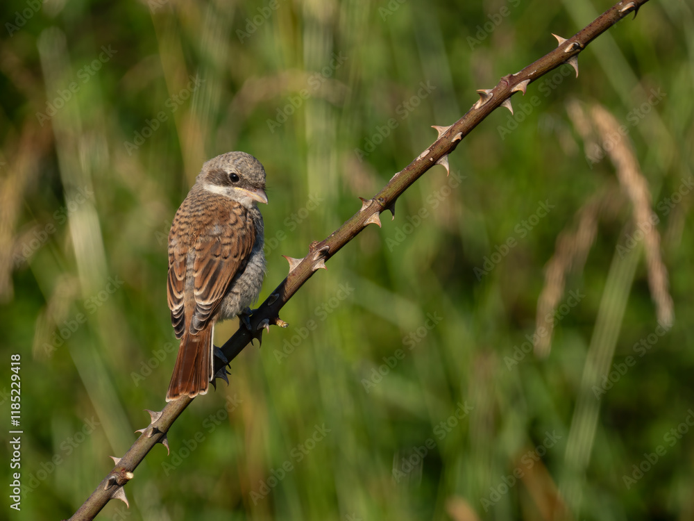 Neuntöter (Lanius collurio) Neuntöter (Lanius collurio)