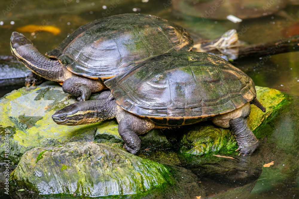 A Malayan box turtle (Cuora amboinensis) in the pond.
These turtles have blackish-brown to olive-brown colored shells that are not as ornate as many other box turtles. A Malayan box turtle (Cuora amboinensis) in the pond.
These turtles have blackish-brown to olive-brown colored shells that are not as ornate as many other box turtles.