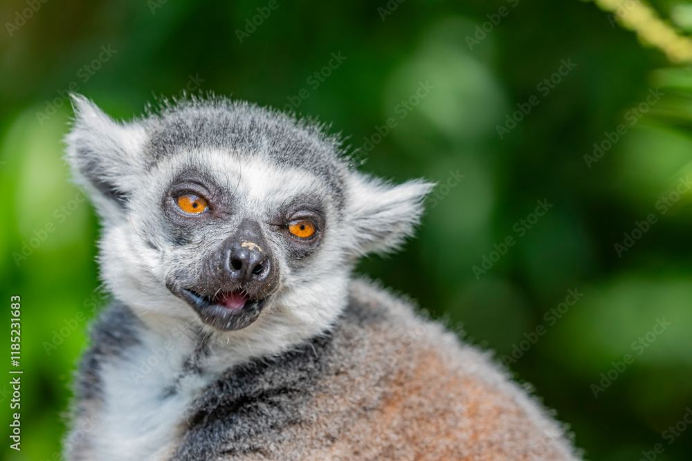 Fototapeta premium The closeup image of a Ring-tailed lemur (Lemur catta). It is a large strepsirrhine primate and the most recognized lemur due to its long, black and white ringed tail. 