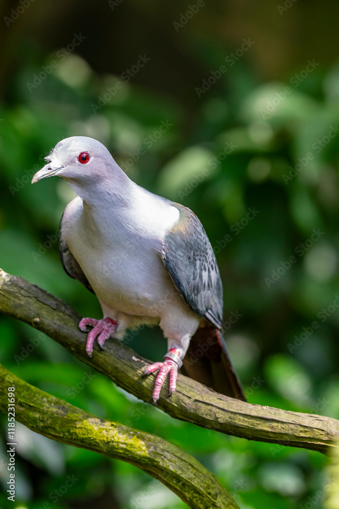 Fototapeta premium Pink-headed imperial pigeon is a species of bird found in the Lesser Sunda Islands of Indonesia. Its natural habitats are subtropical or tropical moist lowland forests， mangrove forests.
