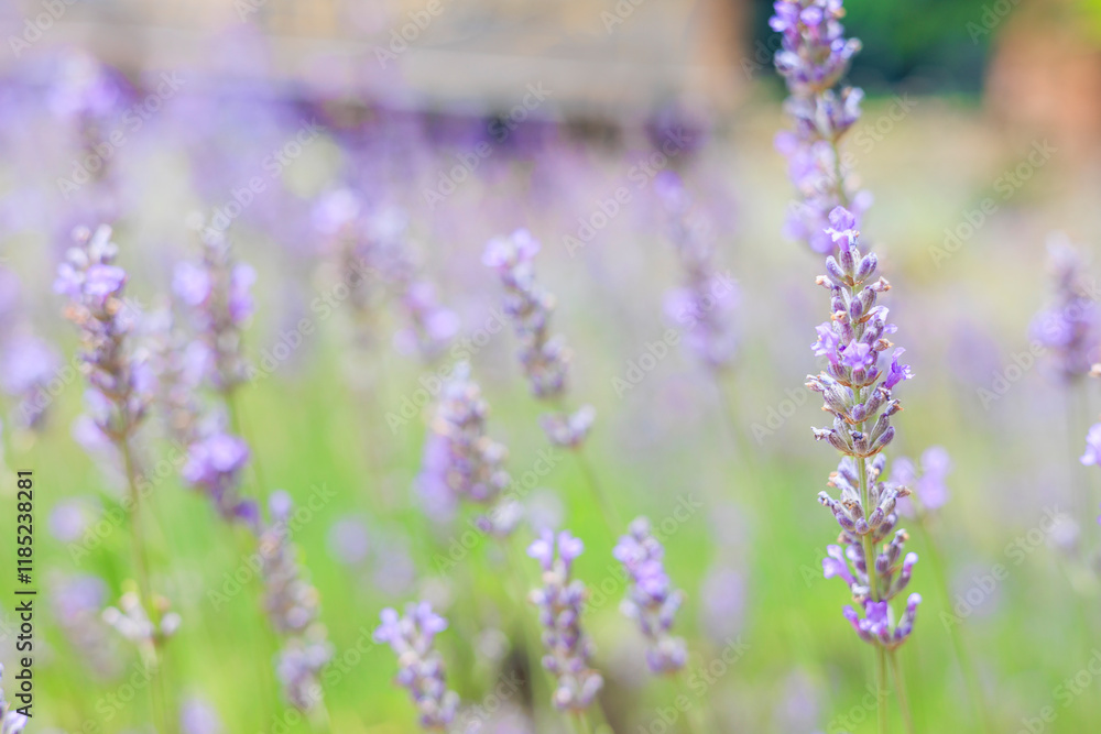 Naklejka premium 風で揺れるラベンダー畑のラベンダー