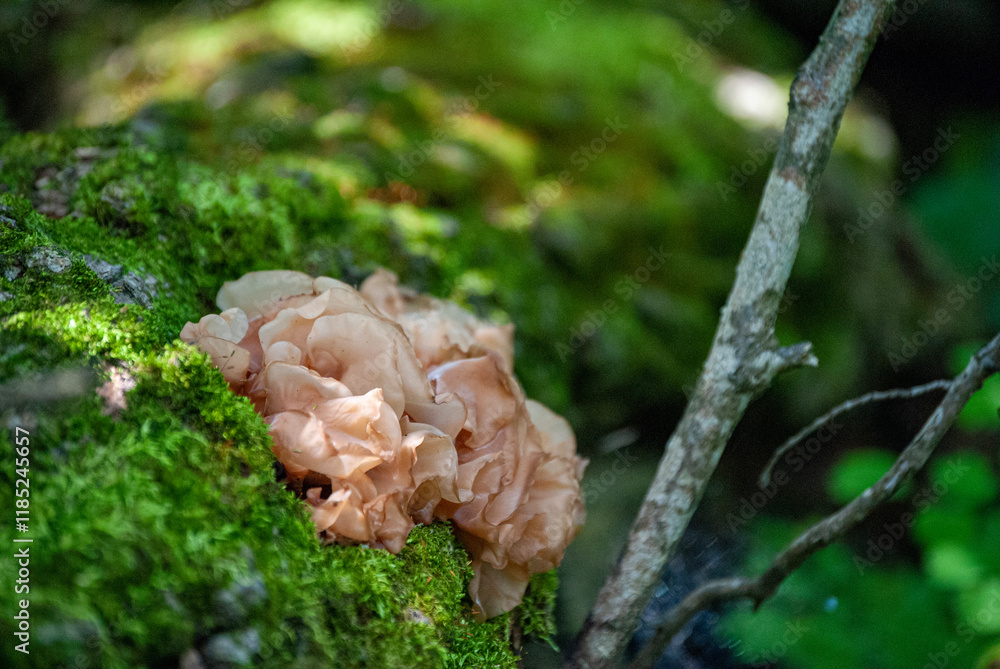 Pink Fungus 