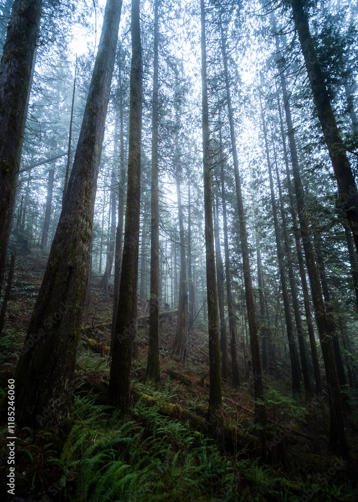 Fototapeta premium forest in fog