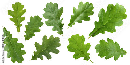 Various green oak leaves in different shapes isolated on transparent background